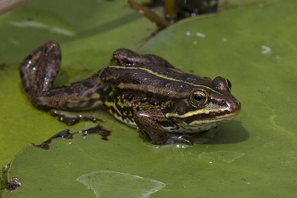 Globally rare frog to benefit from new Norfolk habitat 