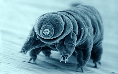 A tardigrade, or water bear - 2020Vision