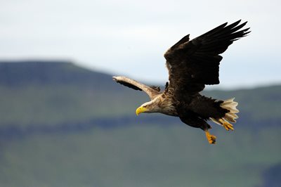 A white-tailed eagle by Amy Lewis