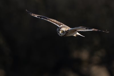 Short-eared owl flying over Rockland Broad (c) Jacob Kenworthy