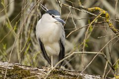 The black-crowned king of spring