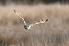 Short-eared owls: their magic and majesty