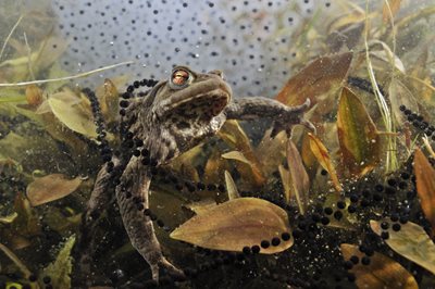 Common toad (c) Linda Pitkin