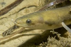 Could a once abundant Norfolk fish become extinct?   