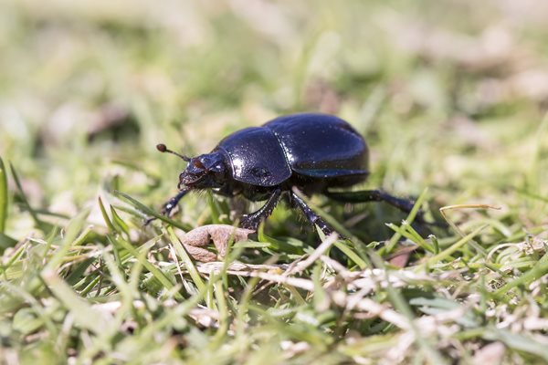 Saving Beetles