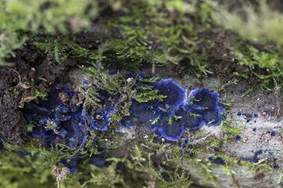 Cobalt Crust (Terana caerulea) (c) Chris Lawrence