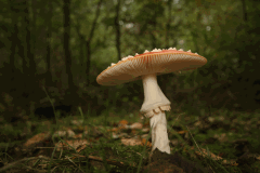 Foray into fungi