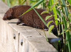 Why are American mink a problem?