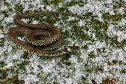 What is the gestation period of a grass snake?