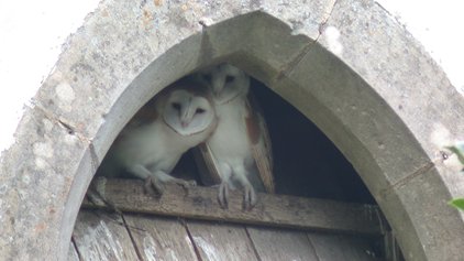 Barn owls by David North
