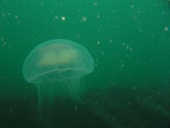 Moon Jellyfish, Off the Weynbourne Coast, Helen Nott