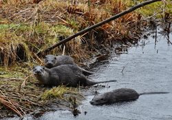 Is the otter a protected species?