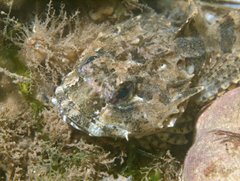 Long-spined Sea Scorpion, NWT Cley Marshes, Dawn Watson and Rob Spray