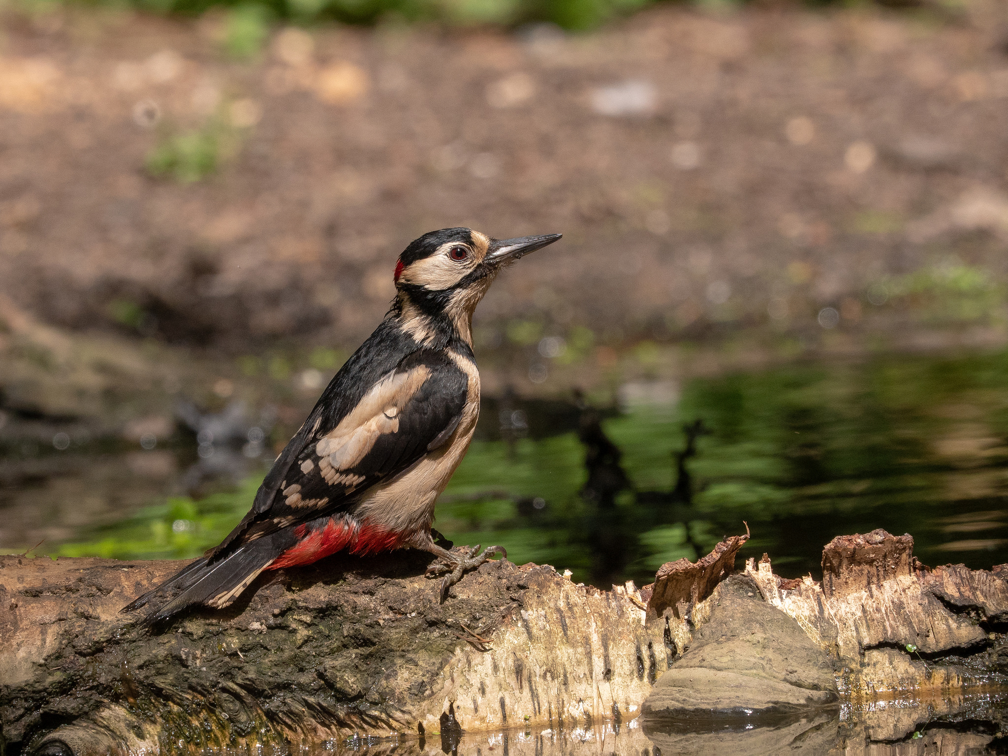Bird Songs & Calls, National Trust Felbrigg | Identifying birds by their songs and calls is a great skill to have, is less tricky than you might think and adds a whole new dimension to being outdoors.  | Walking, guided, wildlife, birds