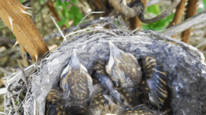 Protected Species Survey: Nesting birds