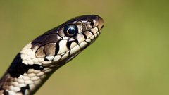 Grass snake, Mark Ollett