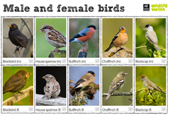 Spot male & female birds