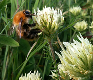 Common Carder Bee on Sulphur Clover, credit Henry Walker