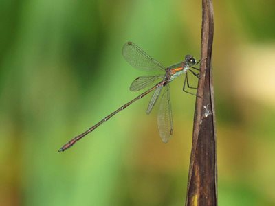 Willow emerald dragonfly, by Derek Longe