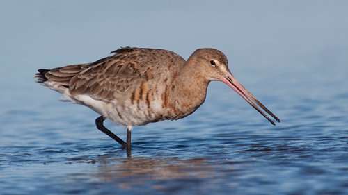 Black tailed Godwit by Chris Mills