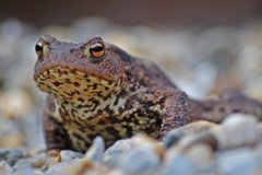 Common toad, Felmingham, Gordon Woolcock