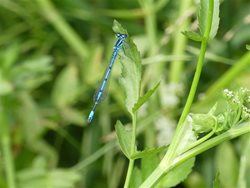 What is the difference between dragonflies and damselflies?