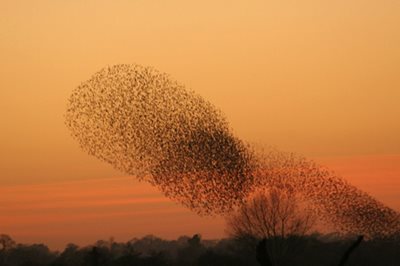 Starling roost, by Brian McFarlane