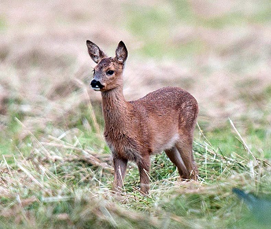 Roe Deer - Norfolk Wildlife Trust