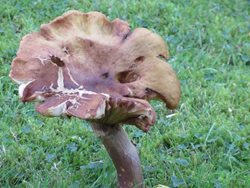 How can I tell whether a fungus is edible or poisonous?