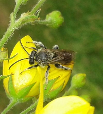 Yellow Loosestrife Bee, at NWT Hickling Broad