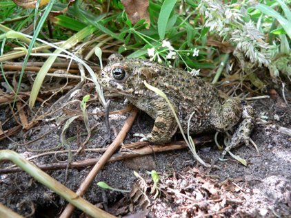 Natterjack toad, photo by Karl Charters