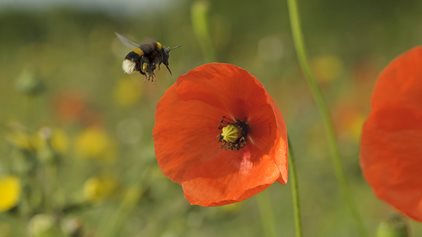 Very bad news for bees warns Norfolk Wildlife Trust