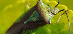 Hawthorn shield bug, by Amy Lewis
