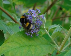 What is happening to bumblebees?