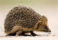 Hedgehog, photo by Peter Mallett