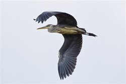 How can I stop a heron from eating my fish?