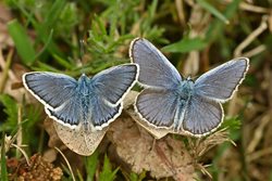 Where and when can I find silver studded blue butterflies in Norfolk?