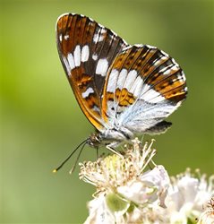 What is the flight period of the white admiral butterfly?