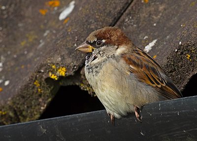 House Sparrow (credit: Paul Taylor)
