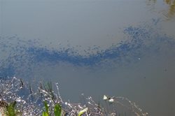 Why are tadpoles in my pond in autumn and winter?