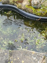 How can I tell the difference between frogspawn and toad spawn?