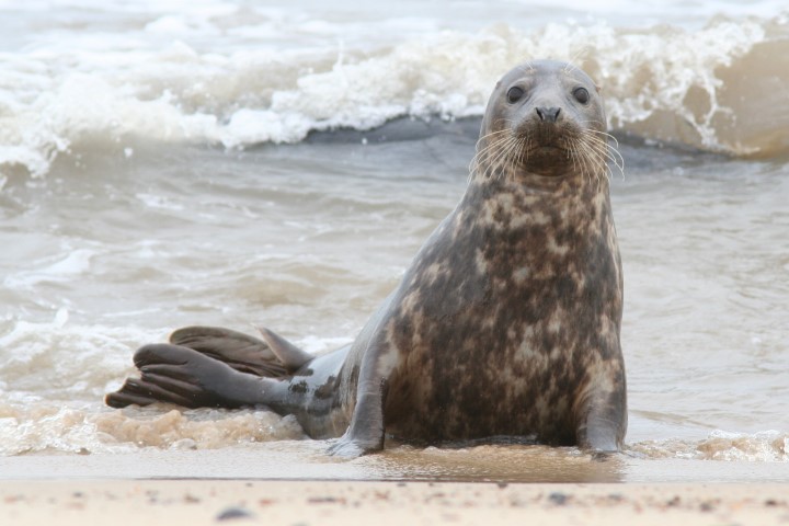 Grey Seal - Norfolk Wildlife Trust