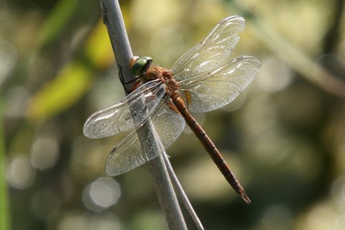 Norfolk hawker by Maurice Furnell