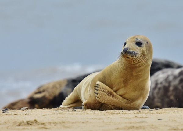 Norfolk's Seals: Past, Present and Future