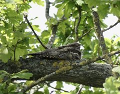 2022-05-31 Nightjars and other Nocturnal 