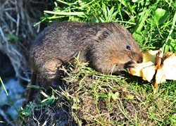 What should I do if I have water voles in my garden pond?