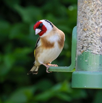 Goldfinch in the garden
