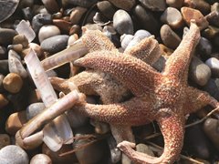 Common Starfish, NWT Cley Marshes, David North