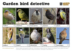 Garden bird detective