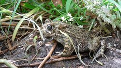 How do you tell a natterjack toad from a common toad?